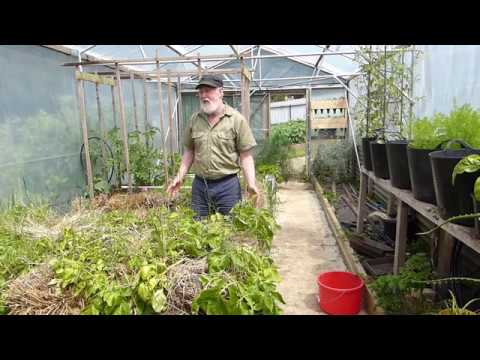 straw bale winter potatoes