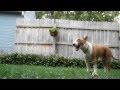 Sumo the Bull Terrier playing guard dog