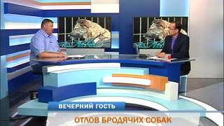 Вечерний гость. Отлов бродячих собак Вечерний гость. Отлов бродячих собак