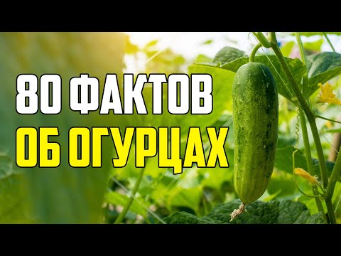 80 ИНТЕРЕСНЫХ ФАКТОВ ОБ ОГУРЦАХ