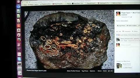 Intro Mudfossil University Orientation