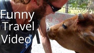 Funny Travel Video: Licked by a cow in India