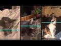 Time Warp Scan-Funny Cat Compilation-(Filter Tiktok)