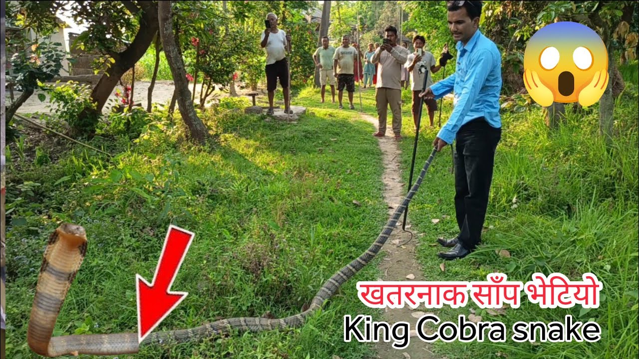 😱 🐍 King Cobra snake rescue 😭 अहिले सम कै सबै भन्दा खतरनाक किंग कोब्रा सर्प भेटियो आज