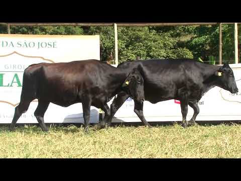 LOTE 41   LEILÃO SJ LALU   DIA 2 DE MAIO, DOMINGO, 10HS   TRANSMISSÃO REMATEWEB COM PLUS