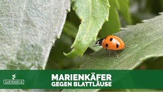 Marienkäfer gegen Blattläuse | Biologische Bekämpfung mit Marienkäferlarven - so gehts!