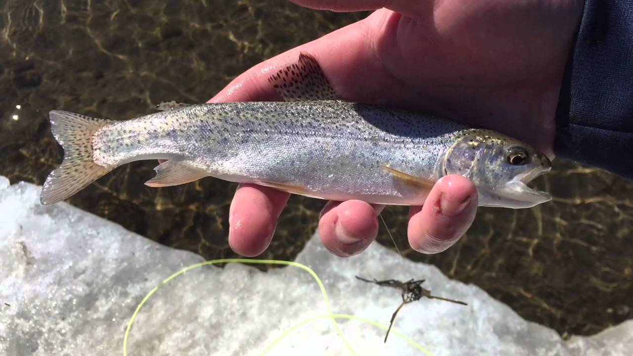 Fly Fishing Southern Colorado YouTube