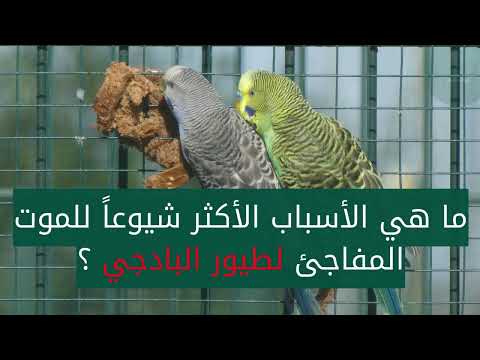 ما هي الأسباب وراء موت طيور البادجي طيور الحب بشكل مفاجئ حيوانات كوم
