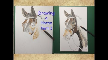 Drawing a Horse in Coloured Pencils - Time-Lapse - Part One