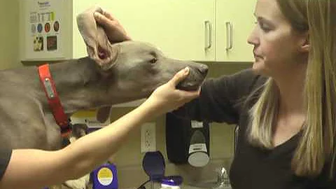 Pet Ear Cleaning Video with Dr. Sara Liddell at Ri...