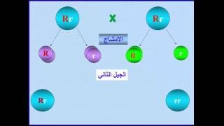 2 - قانون مندل الاول