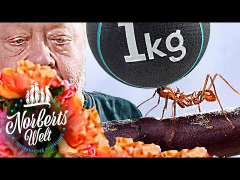 Video: Tötet 7 Ameisen?