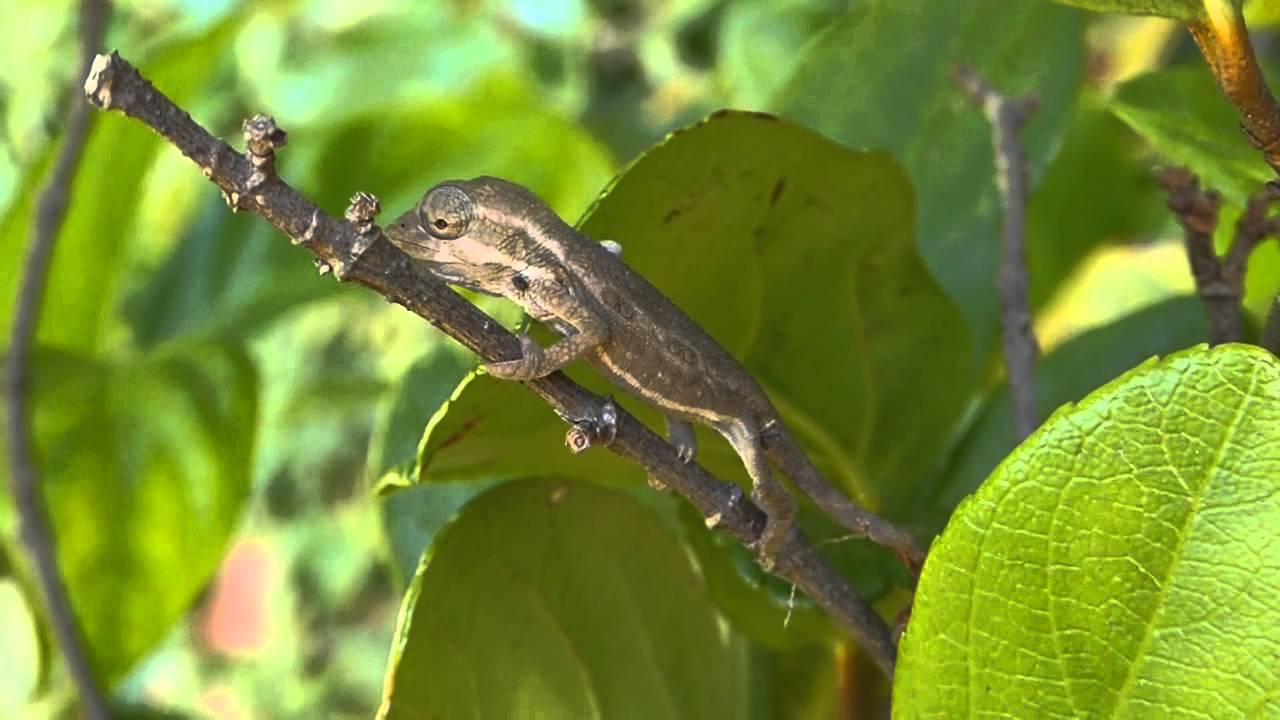 Baby Cape Dwarf Chameleons Just Born YouTube Baby Cape Dwarf Chameleons Just Born YouTube