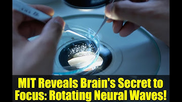 MIT Reveals Brain