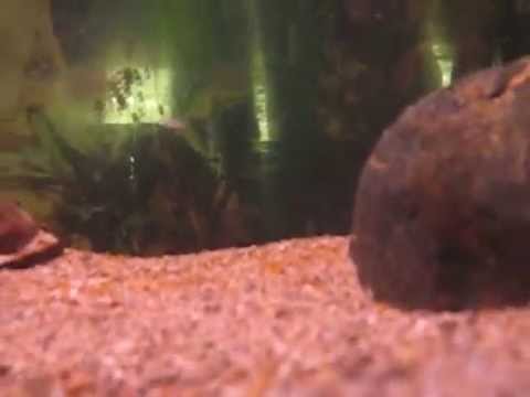 Redbelly Piranha  Eggs and Fry  Hatching YouTube