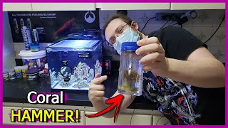 Coloquei um Coral HAMMER no Aquário Marinho BARATO!