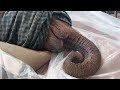 Rescue of Orphaned Elephant Muridjo | Sheldrick Trust