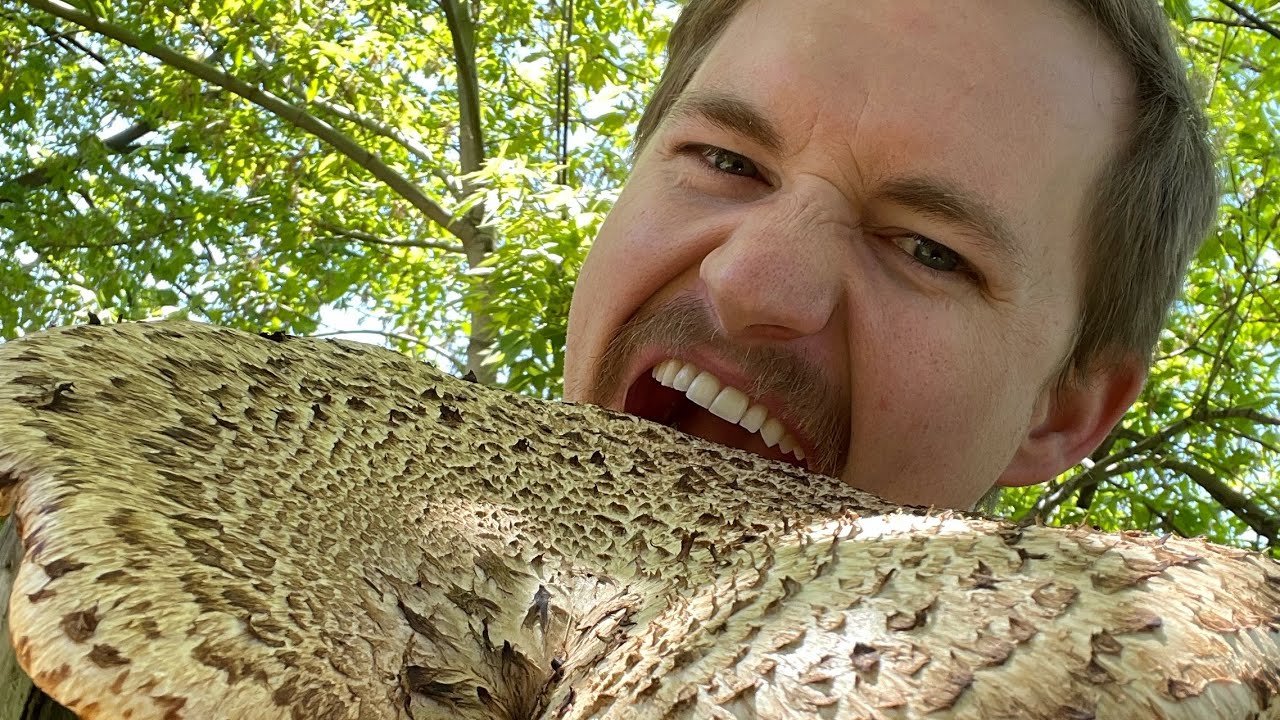 I Found A Pheasant Back (dryad's saddle) Mushroom! Tastes Nutty! #shorts - A big edible mushroom that I found growing out of a stump in my yard. I took samples and am attempting to clone it. Longer video will be out eventually. #shorts
