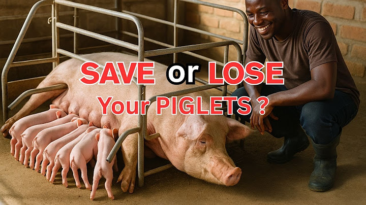 The Truth About Farrowing Crates Every Farmer Should Know!