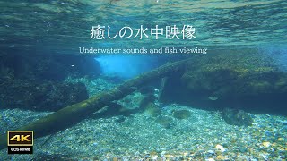 4K  自然環境音　癒しの水中映像＋水中音　魚鑑賞　Healing underwater footage