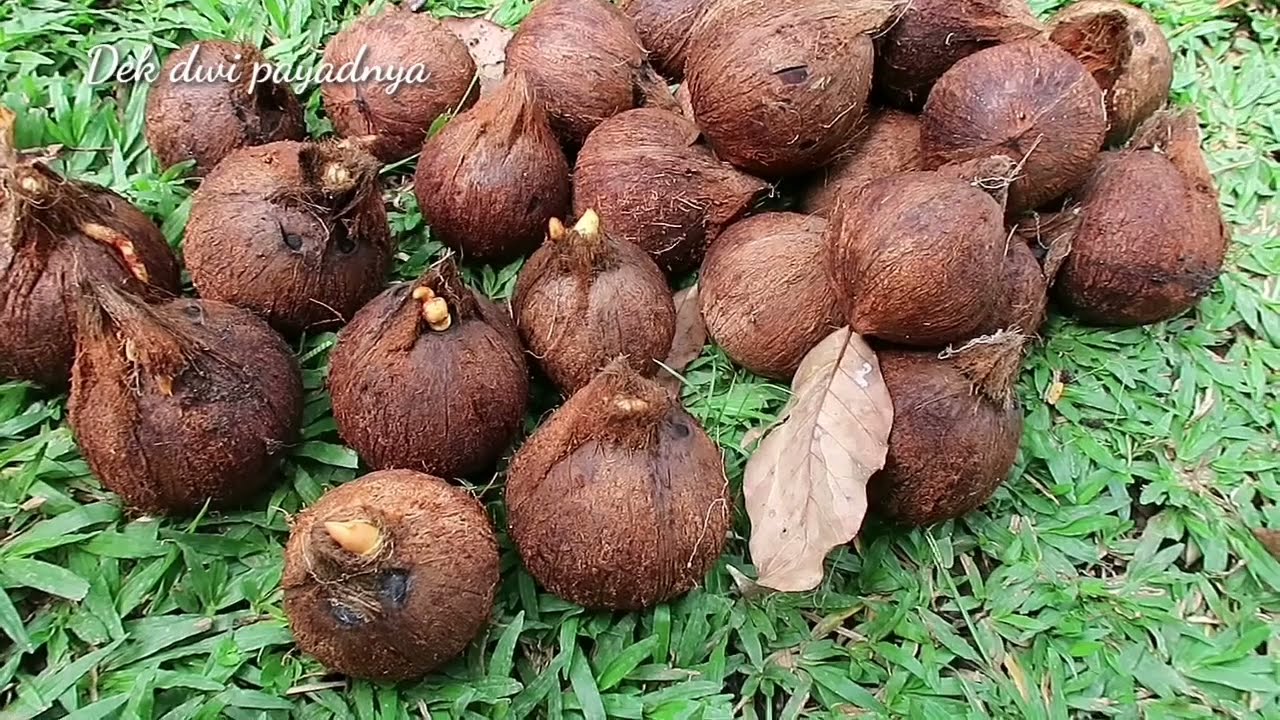 Cara mudah menumbuhkan tunas bonsai kelapa tanpa ribet YouTube