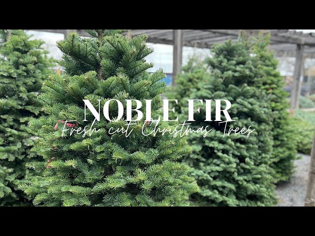 Perfect Noble Fir Christmas Tree 3 sddefault