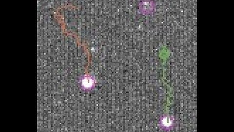 Single-virus tracking with Trackmate/Fiji