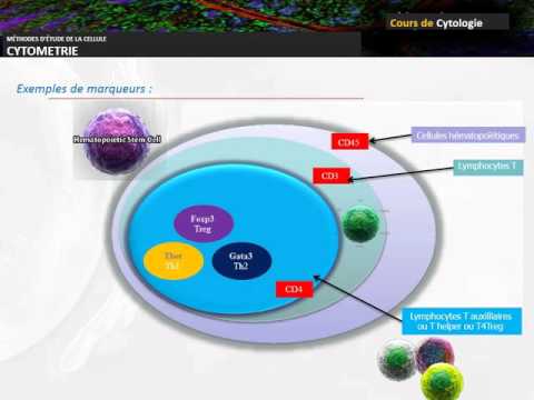 Vidéo: Cytométrie De Flux Polychromatique Dans L'évaluation Des Patients Atteints De Maladies Rhumatismales