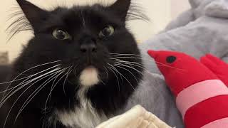 Cats relax with their toys. 色んな動物がチルしていました🐈‍⬛🐻🐘🦞 by Catz Club 1,910 views 1 month ago 2 minutes, 4 seconds