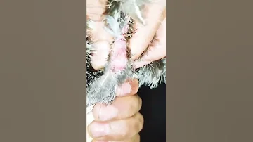 سحب سائل التلقيح من ديك الدجاجPulling The Chicken Insemination Fluid 