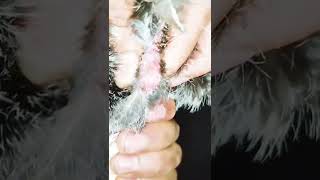 سحب سائل التلقيح من  ديك الدجاجPulling the chicken insemination fluid