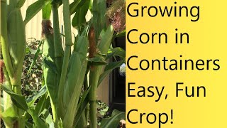 (Video 42) Growing Corn in Containers Successfully | Seed to Harvest | Small- Space Gardening.