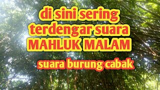 Download lagu Suara Burung Cabak||Manuk Cuhcur