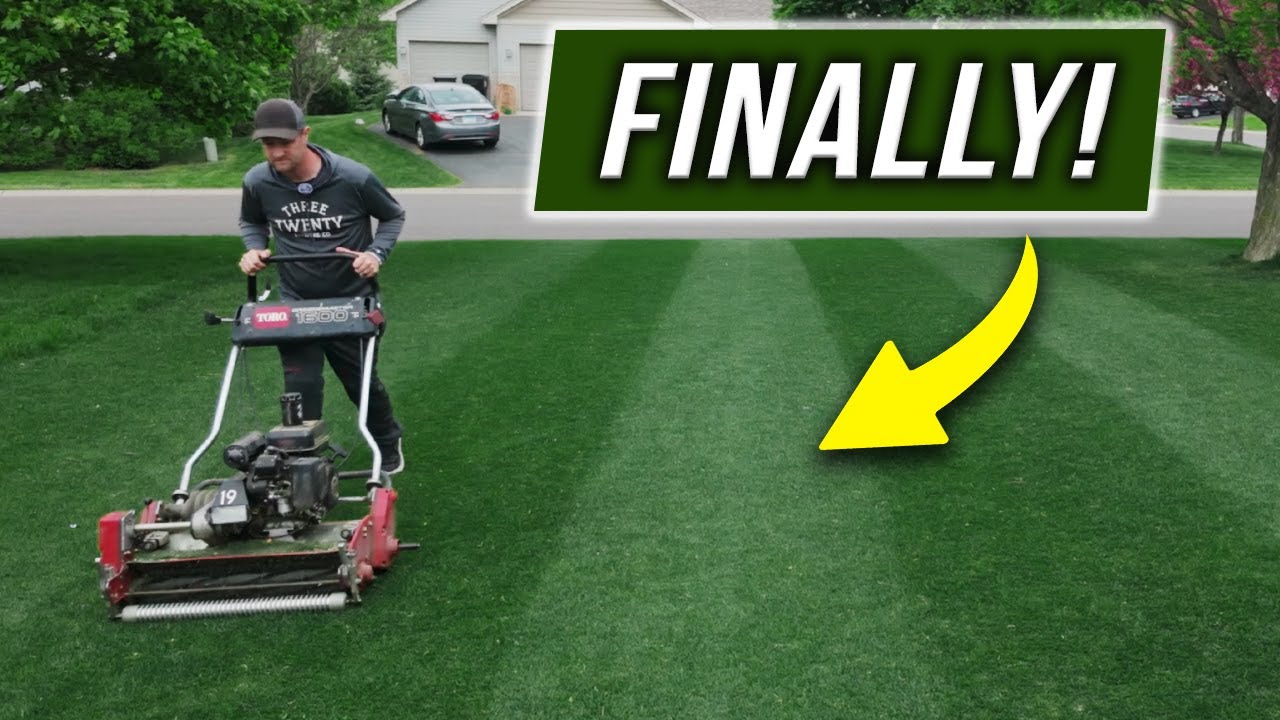 Lawn is FINALLY Popping after using Ammonium Sulfate