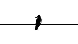 Crow Study(animation)