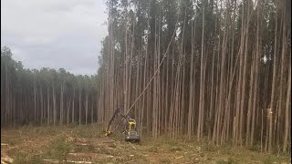 Watch Logging: Power of a Ponsse in Georgia!#forestry #usa #best #ponsse #trending
