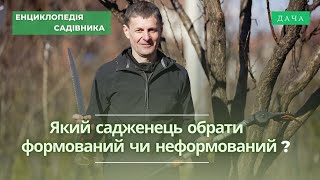 Різниця між формованим та неформованим саджанцем. Який обрати?