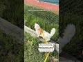 #catshorts #cat #petshorts #deafcat #adventurecat #catvideos #catlife #shorts #viralshort #viralcats