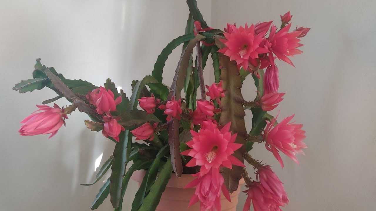 Atlas Çiçeği Bakımı