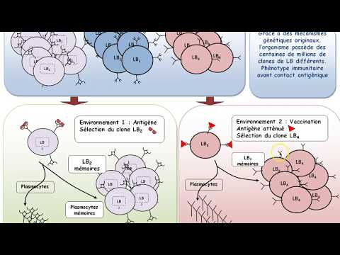 Vidéo: Le Vaccin Peptidique WT1 De Montanide, Contrairement Au Poly ICLC, Est Capable D'induire Une Réponse Immunitaire Spécifique à WT1 Avec Un Enrichissement Clonal TCR Dans La Leu