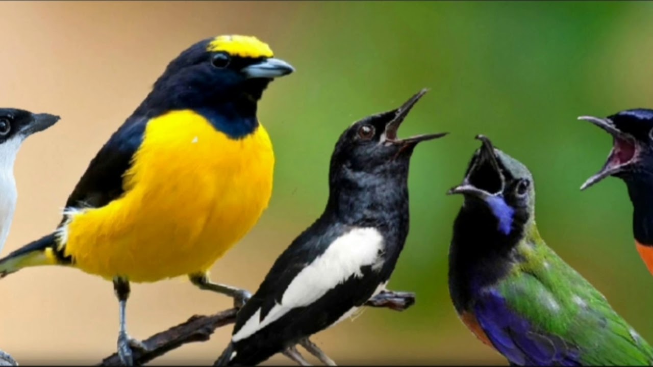 SUARA BURUNG MURAI KENARI KECER TERBAIK 
