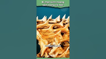 Bí mật kinh hoàng bên trong cá nóc! 🐡🤯