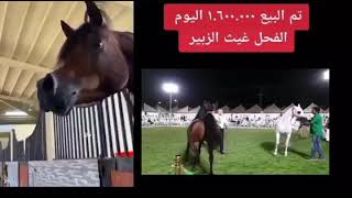 حصان بيع ب بمليون وستمائه الف ريال سعودي