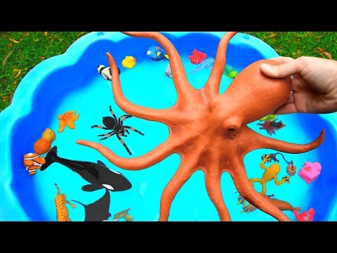 Learn Sea Animal and Wild Zoo Animals Names Learn Colors Video Toys For Kids