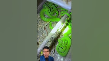 Lén nuôi rắn lục đuôi đỏ trong tủ khi bị cắn thì hối hận không kịp #snake #animals