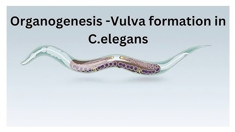 Organogenesis -Vulva formation in C.elegans