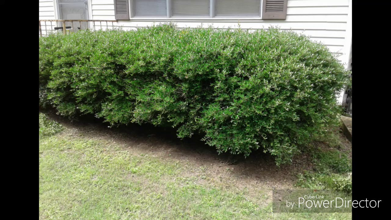 Trimming Boxwoods YouTube
