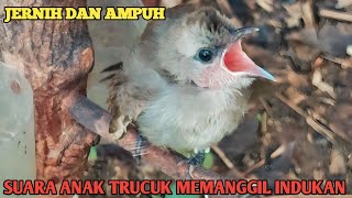 Suara Anak Trucukan Untuk Pikat, jernih dan ampuh