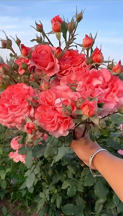 Harvesting super rose flowers