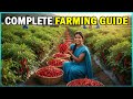 Chilli Farming Guide: From Planting to Harvesting – Complete Step by Step for Beginners